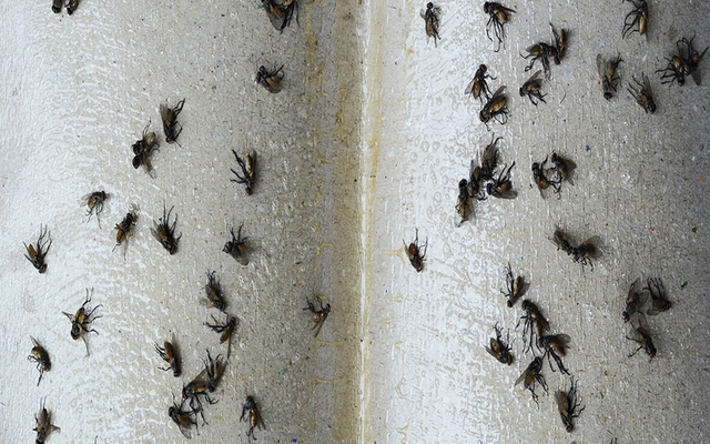 Dùng keo dính diệt ruồi giấm