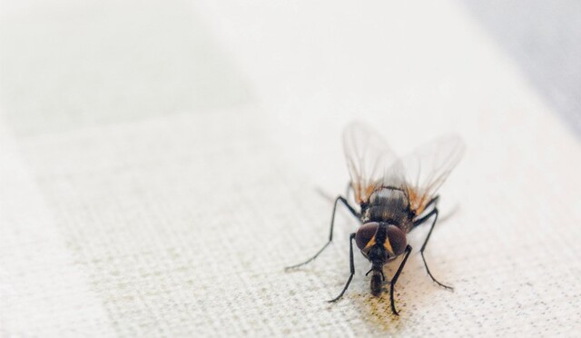 Tại sao ruồi giấm xuất hiện trong nhà vệ sinh